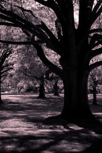 Bare trees in park