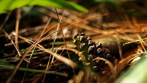 Close-up of fresh green grass