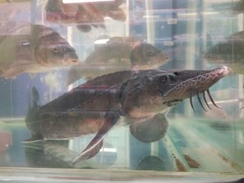 Fish swimming in aquarium