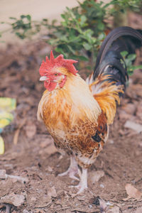 Close-up of rooster on land