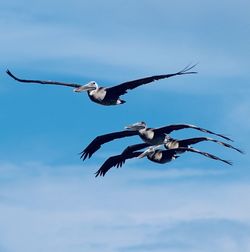 Low angle view of seagulls flying in sky