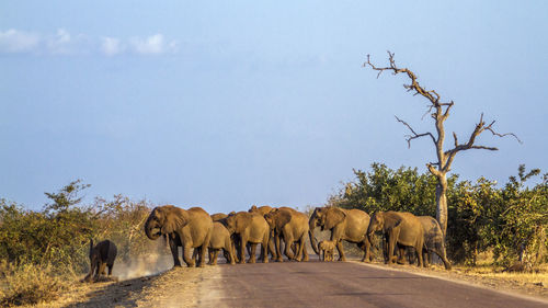 View of elephant on landscape against sky