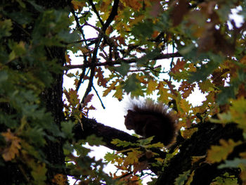 Low angle view of butterfly on flower tree