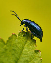 Close-up of insect on leaf