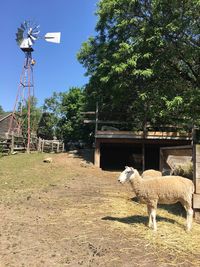 Sheep on grass