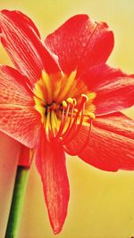 Macro shot of orange hibiscus