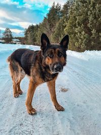 Dog on snow covered field