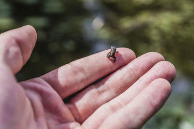 Close-up of insect on hand