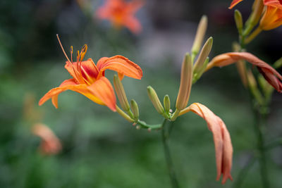 Close-up of orange lilies