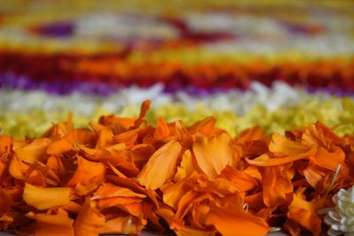 Close-up of flowers blooming outdoors