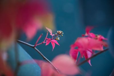 Close-up of insect on pink flower