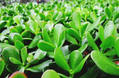 Close-up of green plants