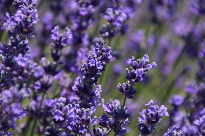 Close-up of purple flowering plants