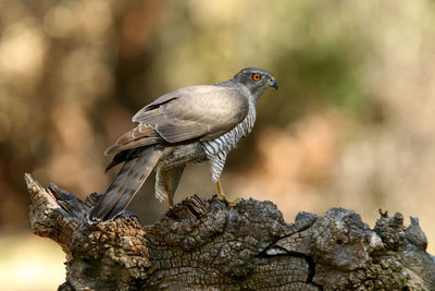 Close-up of bird perching on rock