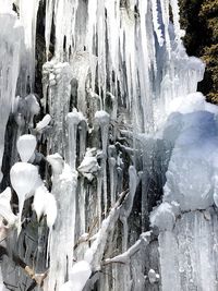 Close-up of frozen trees during winter