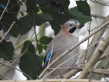 Close-up of a bird perching on branch