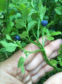 Close-up of hand holding plant