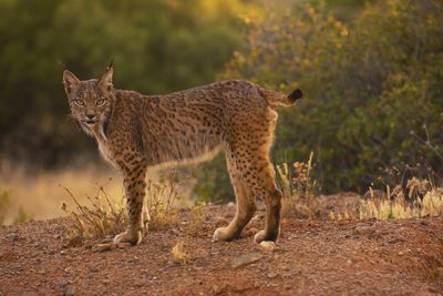 Iberian lynx, lynx pardinus, wild cat endemic to iberian peninsula in castilla la mancha, spain.