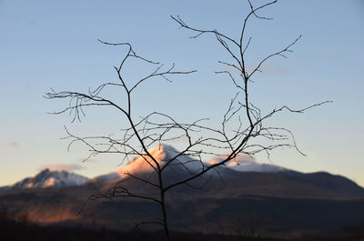 Close-up of bare tree against sky at sunset