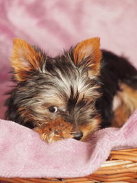 Close-up of a dog