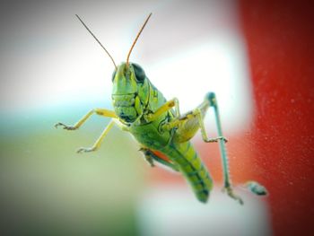 Close-up of insect