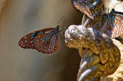 Close-up of butterfly on a rope
