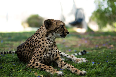 Close-up of a cat on field