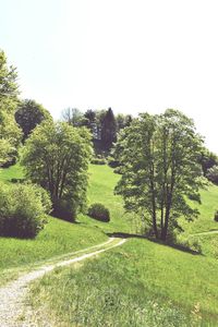 Trees on field against clear sky