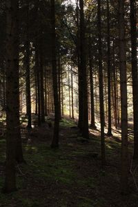 Trees in forest