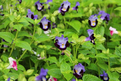 Close-up of purple flowers blooming outdoors