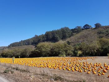 Orange pumpkins on field against clear blue sky during sunny day