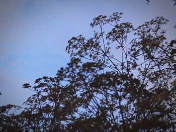 Low angle view of silhouette trees against clear blue sky