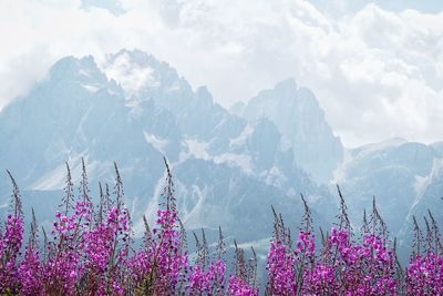 Purple flowering plants by mountains against sky