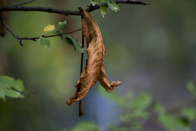 Close-up of lizard on tree