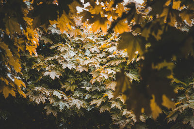 Close-up of yellow leaves on tree