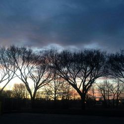 Silhouette of trees on landscape at sunset