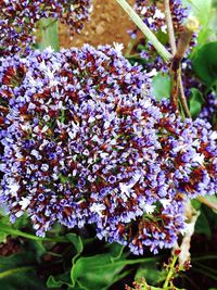 Close-up of purple flowers