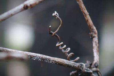 Close-up of dried plant on branch