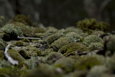 Close-up of lichen on moss