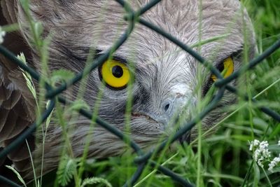 Close-up portrait of a bird