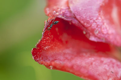 Close-up of wet pink rose flower