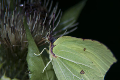 Close-up of plant