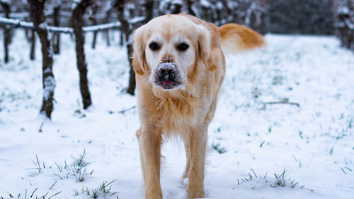 Dog on snow covered land