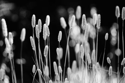 Close-up of flowers against blurred background