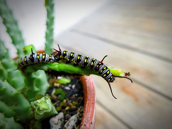 Close-up of caterpillar on leaf