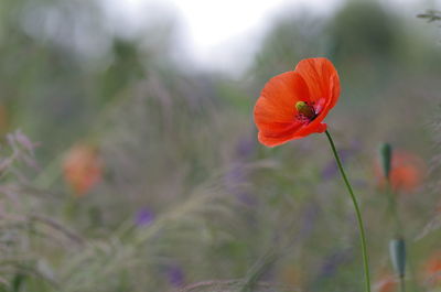 Close-up of red poppy flower