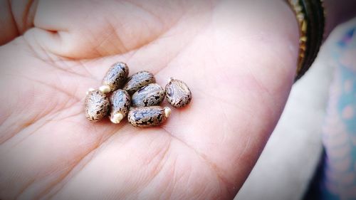 Close-up of hand holding leaf