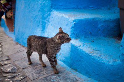 Portrait of cat standing outdoors