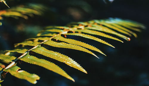 Close-up of yellow leaf during autumn