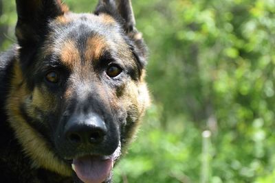 Close-up portrait of dog looking at camera